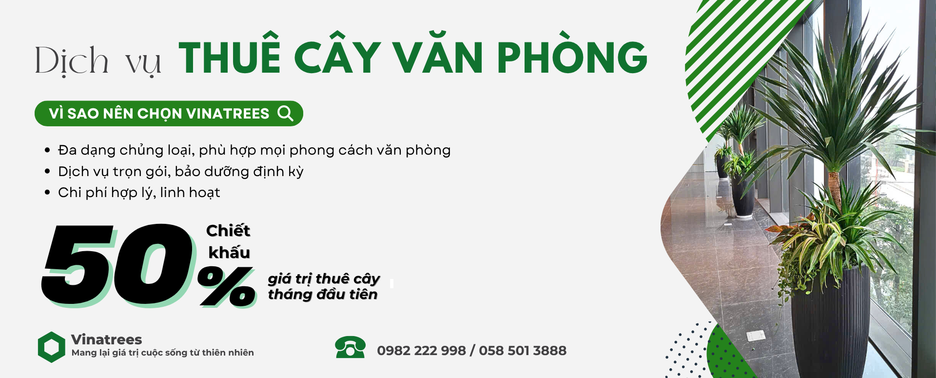 thuê cây 50%